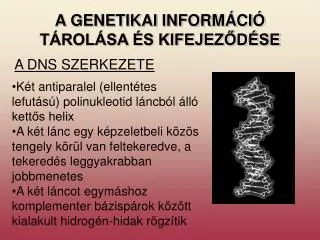 A GENETIKAI INFORMÁCIÓ TÁROLÁSA ÉS KIFEJEZŐDÉSE