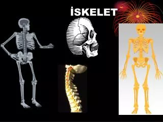 skelet