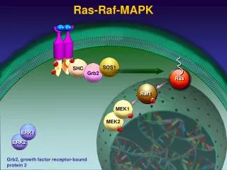 Ras-Raf-MAPK