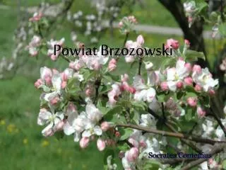 Powiat Brzozowski