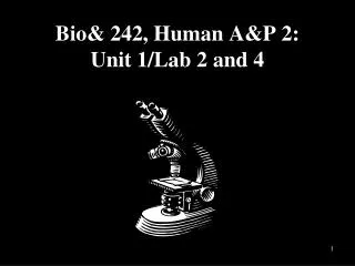 Bio&amp; 242, Human A&amp;P 2: Unit 1/Lab 2 and 4