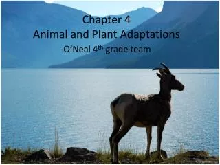 Chapter 4 Animal and Plant Adaptations