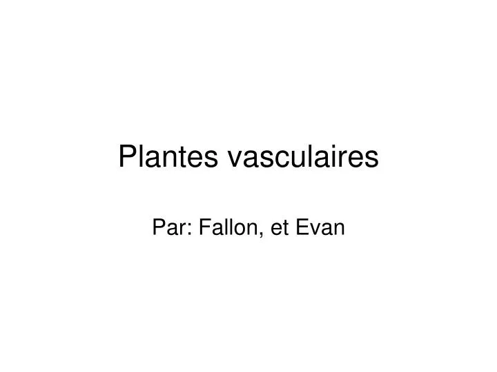 plantes vasculaires