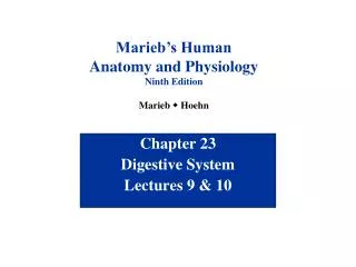 Chapter 23 Digestive System Lectures 9 &amp; 10
