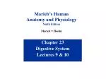 Chapter 23 Digestive System Lectures 9 &amp; 10 - slide 1