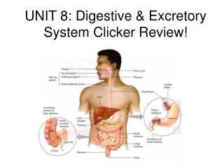 UNIT 8: Digestive &amp; Excretory System Clicker Review!