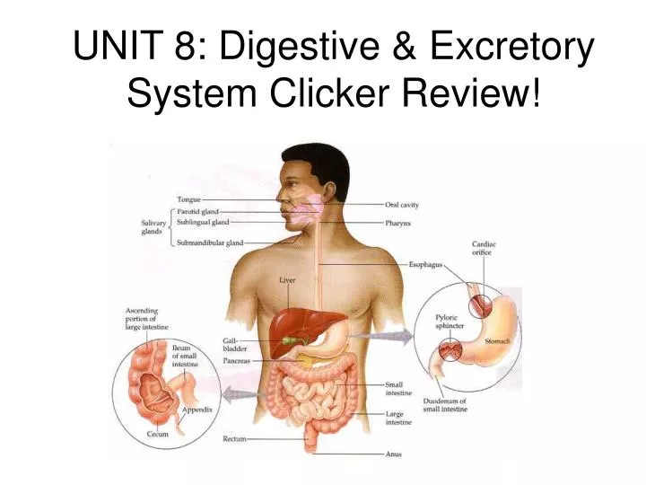 unit 8 digestive excretory system clicker review