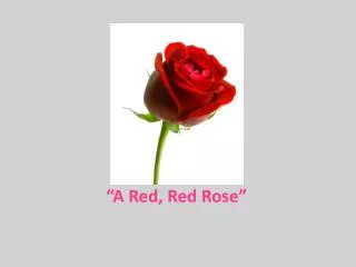 “A Red, Red Rose”
