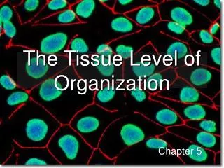 The Tissue Level of Organization