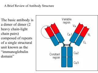 The basic antibody is a dimer of dimer (2 heavy chain-light chain pairs) composed of repeats of a single structural unit