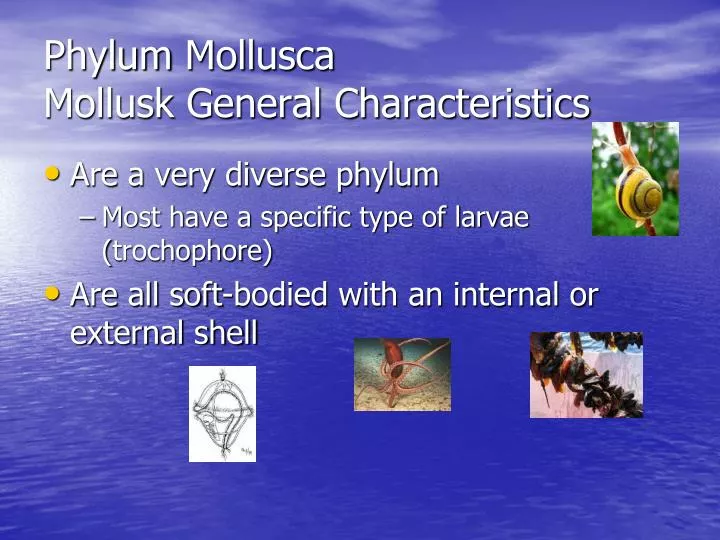 phylum mollusca mollusk general characteristics