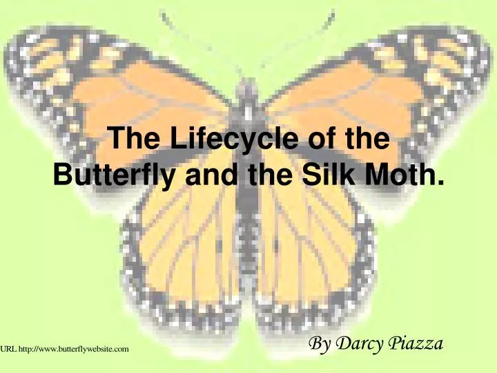the lifecycle of the butterfly and the silk moth