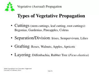 Types of Vegetative Propagation