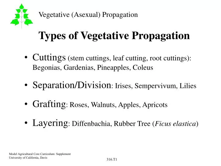 types of vegetative propagation