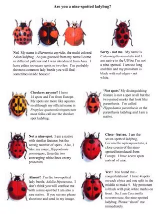 Are you a nine-spotted ladybug?