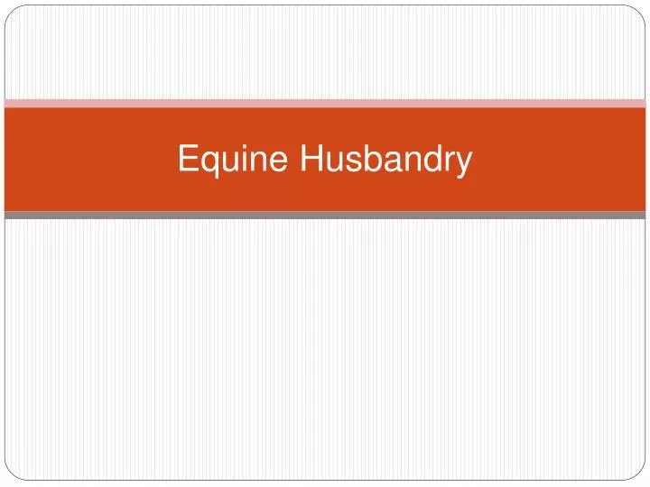 equine husbandry