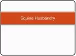 Equine Husbandry - slide 1
