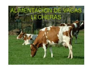 alimentacion de vacas lecheras