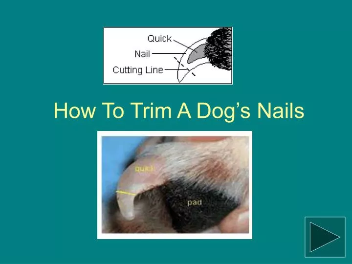 how to trim a dog s nails