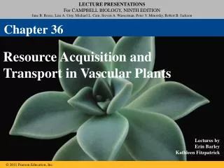 Resource Acquisition and Transport in Vascular Plants