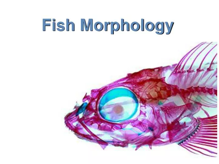 fish morphology