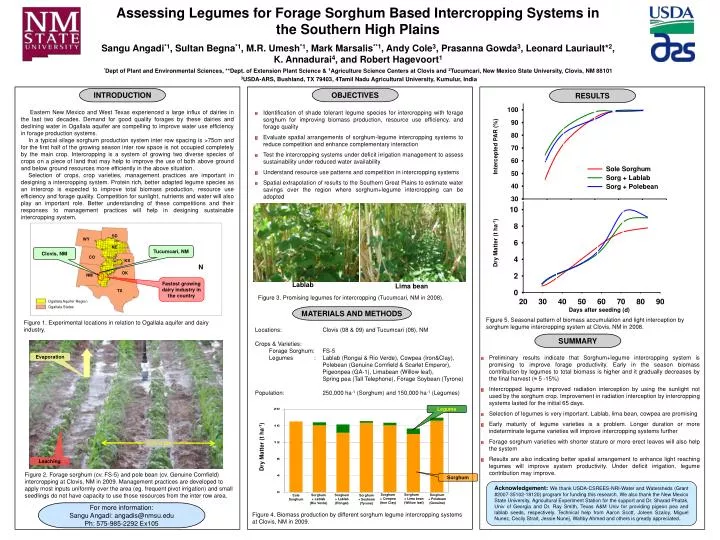 assessing legumes for forage sorghum based intercropping systems in the southern high plains