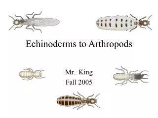 Echinoderms to Arthropods