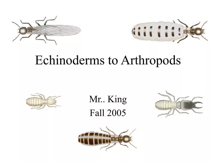 echinoderms to arthropods