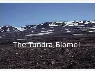 The Tundra Biome!