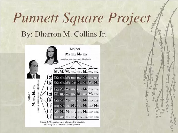 punnett square project