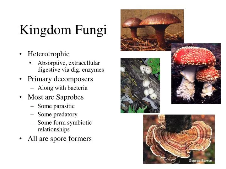 kingdom fungi