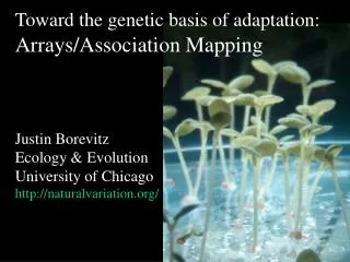 Toward the genetic basis of adaptation: Arrays/Association Mapping Justin Borevitz Ecology &amp; Evolution University o