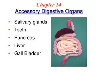 Chapter 14 Accessory Digestive Organs