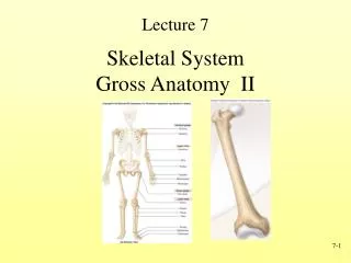 Skeletal System Gross Anatomy II