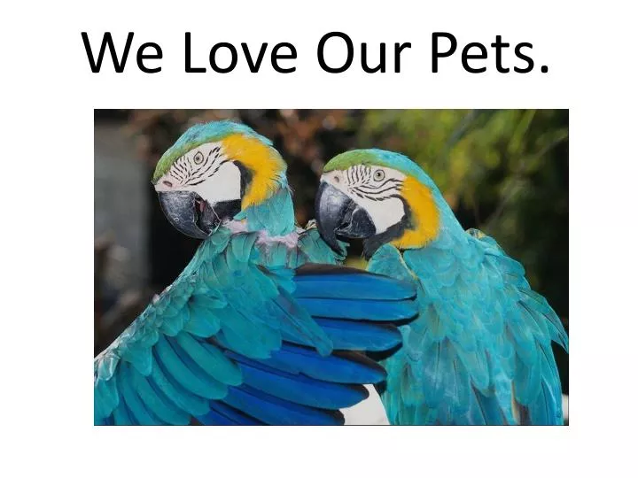 we love our pets