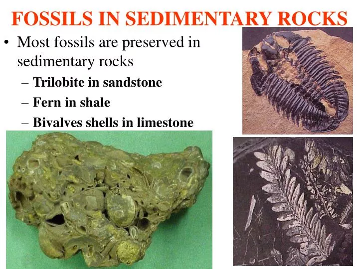 fossils in sedimentary rocks