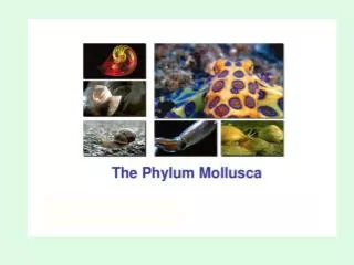 Mollusk Characteristics