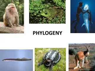 PHYLOGENY