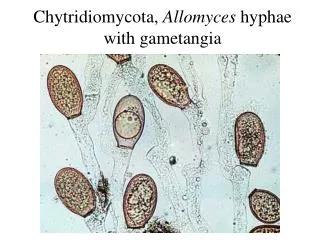 Chytridiomycota, Allomyces hyphae with gametangia