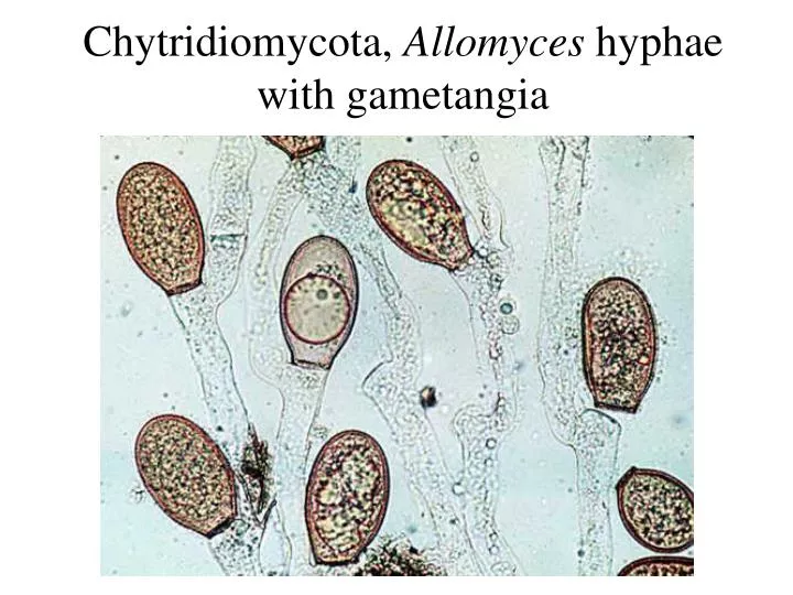 chytridiomycota allomyces hyphae with gametangia