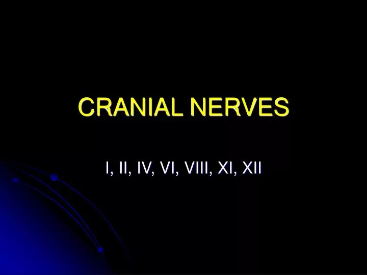 cranial nerves