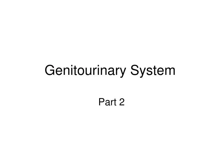 genitourinary system