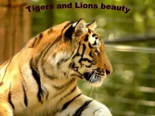 Tigers and Lions beauty