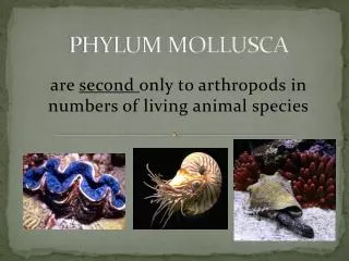 PHYLUM MOLLUSCA