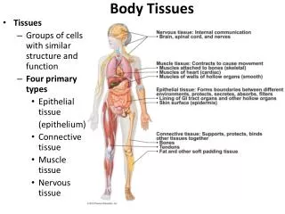 Body Tissues