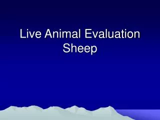 Live Animal Evaluation Sheep