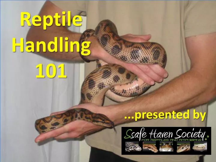 reptile handling 101