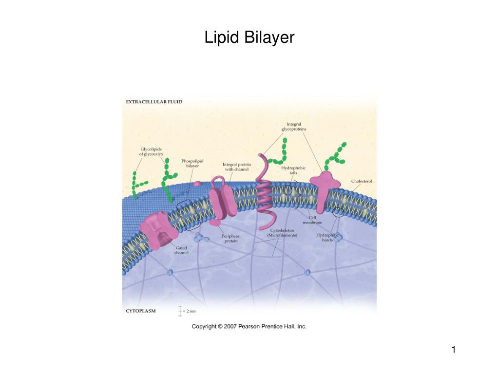 PPT - Lipid Bilayer PowerPoint Presentation, free download - ID:1431434
