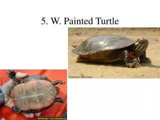 5. W. Painted Turtle