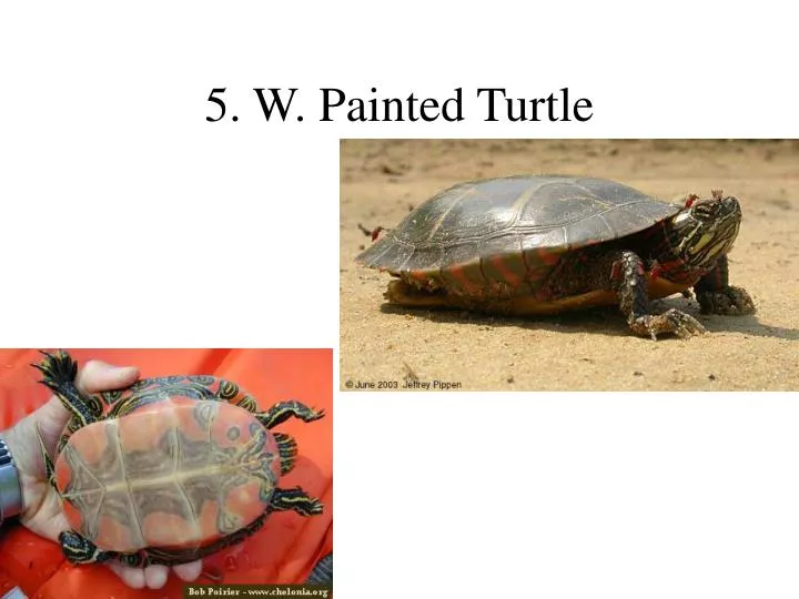 5 w painted turtle